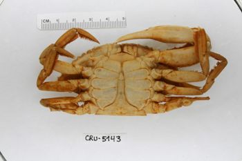 Media type: image;   Invertebrate Zoology CRU-5143 Description: Preserved specimen.;